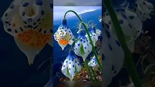 Do these flowers exist 🤔 #plantandplanting