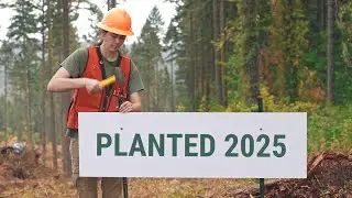 Always Replanting S25 06
