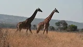 Somewhere in Akagera National Park