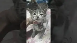Playing with kittens has positive energy#Dubai#T&uuml;rkiye#cat #dog 
