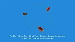 Cockroach Control - Pest Control | Gooezy.com & Gooezy app