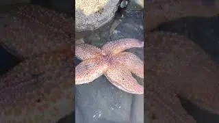 We Found StarFish Among the Rocks in Colwyn Beach in North Wales  #Shorts