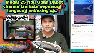 Beli channa limbata Sepasang size 10-20cm Cuma 25 ribu‼️Bikin penasaran⁉️
