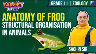Anatomay of Frog | Structural Organisation in Animals | Class 11| NEET 2024 | Sachin Sir #neet2024