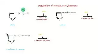Metabolism of Histidine to Glutamate