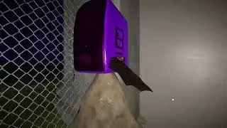 Koumori Bansankai Spectacled Flying Fox Kemono Friends X Planet Zoo Halloween Special