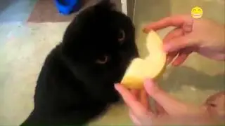 Cats Eat Vegetables and Fruits Compilation