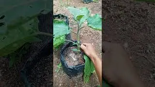 Egg plant 🍆 #gardening #satisfying #eggplant