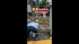 pawang ular dadakan #shorts #snake #pawangular #ular #pln