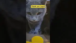cat relax video | Our hairytale