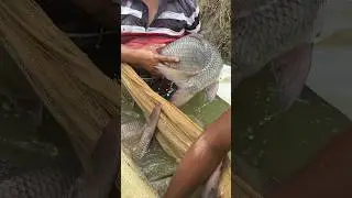 Next Level Big Fish Action | One Fish, Millions to Come #fishing #viral #trending #fish #farming