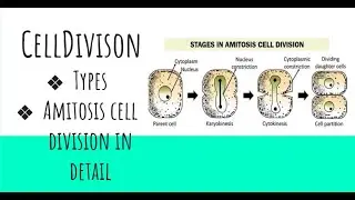 Cell Division & Its Types | Detailed Amitosis Explanation | Bloom with Belief&rdquo;