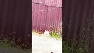 #mimo #pet #pets #catlife #catmon #catreels #catvideo #catvideos #catvid #cutecats #funnycat #cats