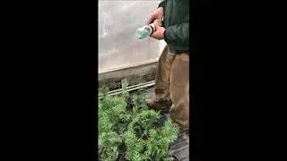 How we control Field Mice inside a greenhouse