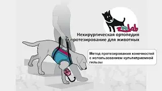 Zoolab Метод протезирвания конечностей животных с использованием культиприемной гильзы