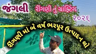 હવે બે વર્ષ રીંગણી માં ભરપૂર ઉત્પાદન લો# ૨૦૨૬#ઝેરમુકતગુજરાત#zermukatgujrat 