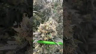 Black Cherry Gelato