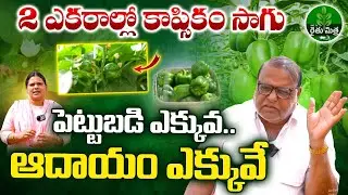 Capsicum Cultivation Under Shade Net ,Complete Guide | Capsicum Farming  | BIG TV