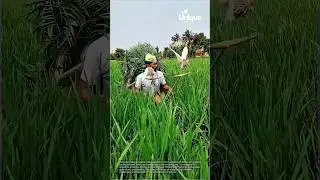 Man in a field with birds: people in a field with birds