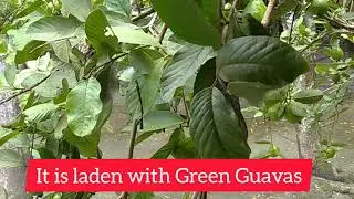 Guave Tree