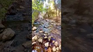 Hidden Forest Creek Flow - Relaxing Water Sounds