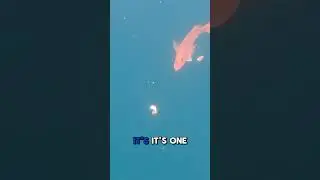 How to catch Red Snapper