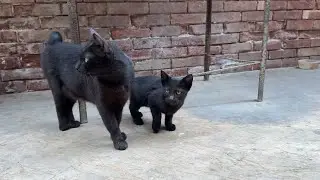 Rare Scene - Black Cat & Black Kitten 