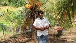 How to increase coconut yield by Nano Yenpeekay+ Liquid fertilizer ?