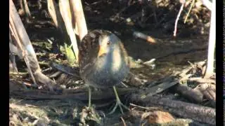 Spotted crake - Porzana porzana - Polluela Pintoja
