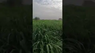 kisaan bajra rajasthani fusl #kisan #bajra#rajasthani #rajasthanifusal