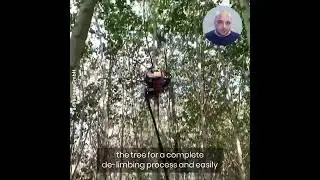 This speedy de-limbing tree machine could revolutionize forestry.Credit: advalingo GmbH