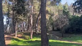 RELAX/3Hours/Живые картинки.Лес.Поле.Деревья.Небо./Relax.Live pictures.Forest.Field.Sky.Trees.