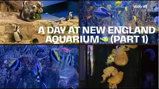 A Day at New England Aquarium 🐠 | Boston Aquarium Tour | Part 1