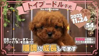 トイプードル子犬｜2025.11.24生（54日齢）⑥｜レッドフォーン｜女の子｜滋賀県