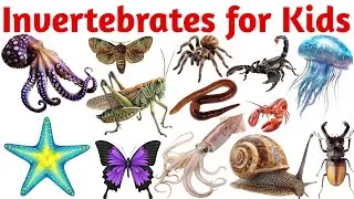 20 Invertebrates Vocabulary for Kids | Learn Names of Invertebrate Animals with Pictures 