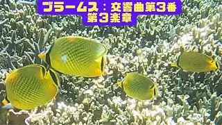 ４ｋ 「アミチョウチョウウオ」「Latticed butterflyfish」【4k 水中 UNDERWATER GoPro9】【宮古島　海　サンゴ　魚　シュノーケリング　水族館　観光】