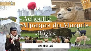 🌍 ACHOUFFE y 🦙 ALPAGAS du Maquis |  Escapada entre B&Eacute;LGICA y LUXEMBURGO EP.1 |  Mundo Viaje
