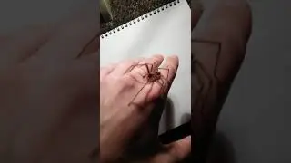 Handling A Male Giant House Spider