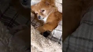 Not happy about the nap interruption  🤣 #funny #dog #cute #foryou