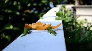 Geckos in Hawaii