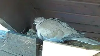 Tauben Nest 2022 03 28 10 49 52