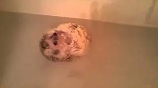 Floating hedgehog