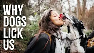 Why Does Your Dog Lick You?
