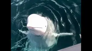 Обновление команды Hvaldimir &mdash; Regina, 15 ноября 2021 г. | OneWhale.org