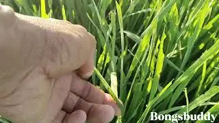 3rd application Contact and systemic insecticide #foodsecurity #ricefarming #youtubevlog