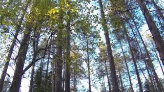 Drone in the boreal forest in Finland, by Guillaume Marion P&ocirc;les d'images