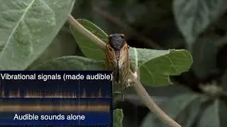 Vibrational signals in noisy conditions