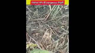 Pachhattha Saap ki Dangerous Kechuli ||#shorts