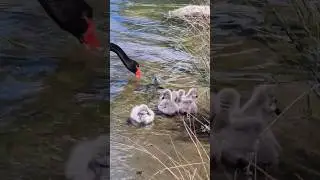 Mummy #Swan with baby #cygnets  One is very #sleepy!