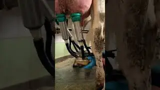 Connecting the milking machine #farm #cows #milk